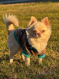 Chihuahua pedigree x monta