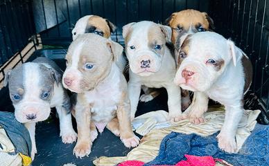Pitbull