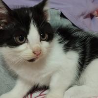 Gattina adottare solo ad amante di animali