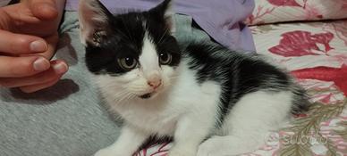 Gattina adottare solo ad amante di animali