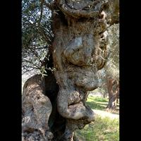 Quadro Albero Ulivo Secolare