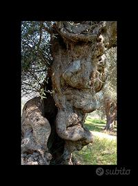 Quadro Albero Ulivo Secolare