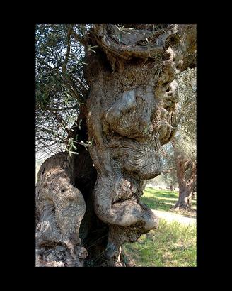 Quadro Albero Ulivo Secolare