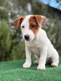 Jack Russell Terrier