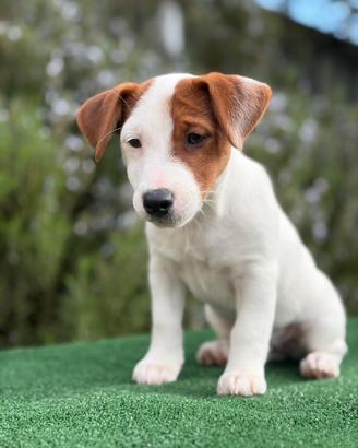 Jack Russell Terrier