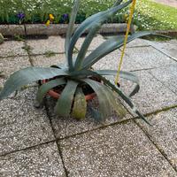 Agave