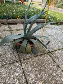 Agave