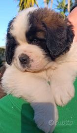 Cuccioli di san bernardo