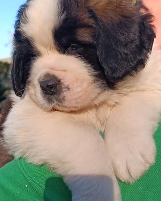 Cuccioli di san bernardo