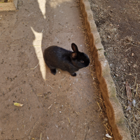 Animali