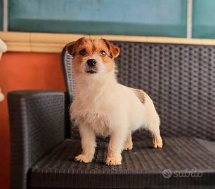 Jack russell cuccioli