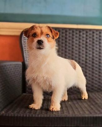 Jack russell cuccioli