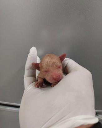 Maltipoo taglia piccola