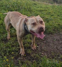 Pit bull
