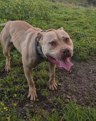 Pit bull