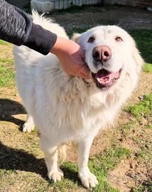 Molly,in adozione dal canile