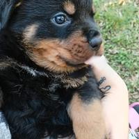 Cuccioli di Rottweiler