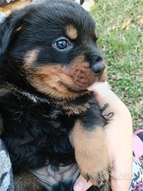 Cuccioli di Rottweiler