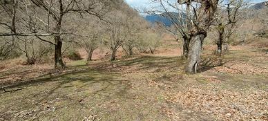 Giffoni V.P. Terreno di 2 ettari, Castagneto