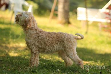 Lagotto romagnolo femmina