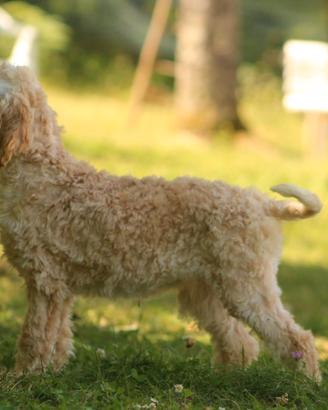 Lagotto romagnolo femmina