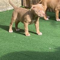 Cuccioli di American Pitbull ukc con Pedigree