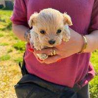 Maltipoo mini toy