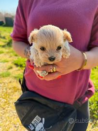Maltipoo mini toy