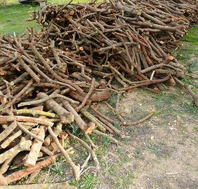 Legna da ardere fresca di lentischio (Modizzi)