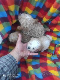 Due cuccioli di maltesi