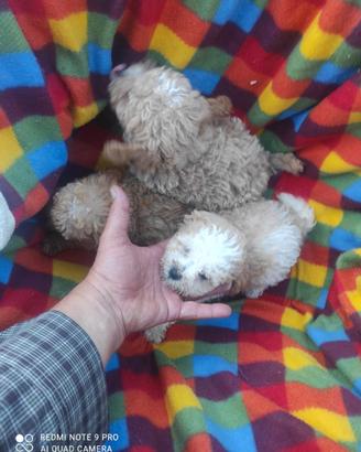Due cuccioli di maltesi