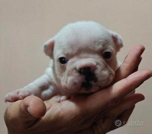 Cucciolo bulldog francese