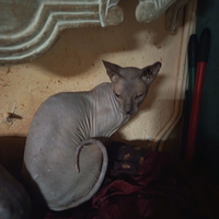 Coppia di gatti Don sphynx