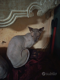 Coppia di gatti Don sphynx