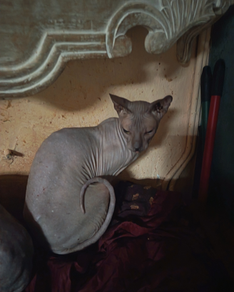 Coppia di gatti Don sphynx