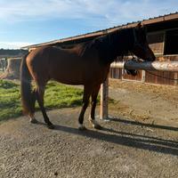 Cavallo arabo castrone
