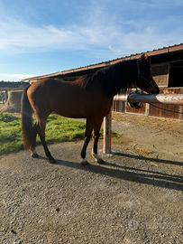 Cavallo arabo castrone