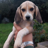 Cucciolo beagle