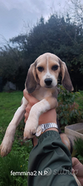 Cucciolo beagle