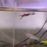 Guppy endler