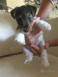 Cuccioli fox terrier a pelo ruvido