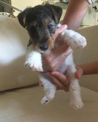 Cuccioli fox terrier a pelo ruvido