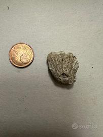 Fossile di conchiglia