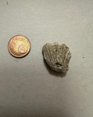 Fossile di conchiglia