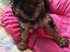 Immagine 4