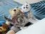 Immagine 5