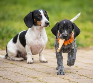 Cuccioli maschi femmine due mesi