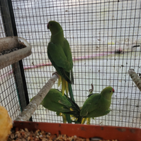 Parrocchetti dal collare