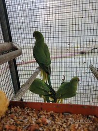 Parrocchetti dal collare