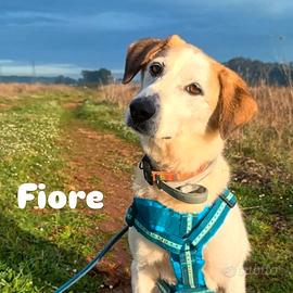 Fiore femmina 13 chili 8 anni